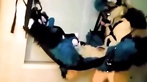 Furry tied up increased by fucked