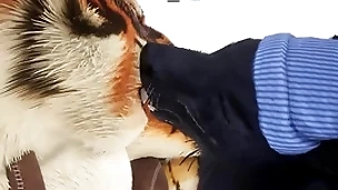 Wolf gives tiger an early christmas present - wildlife